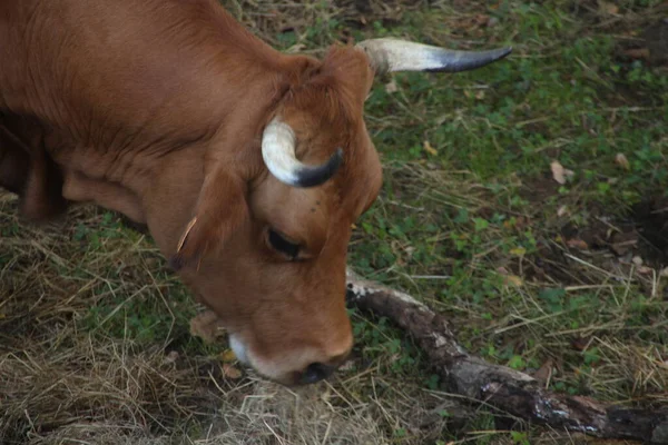 Vaca Campo — Foto de Stock