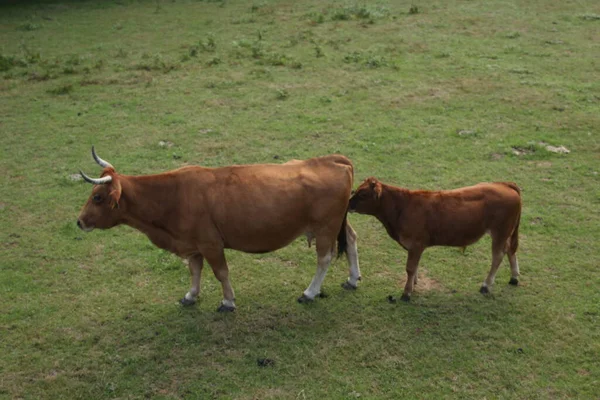 Landet — Stockfoto