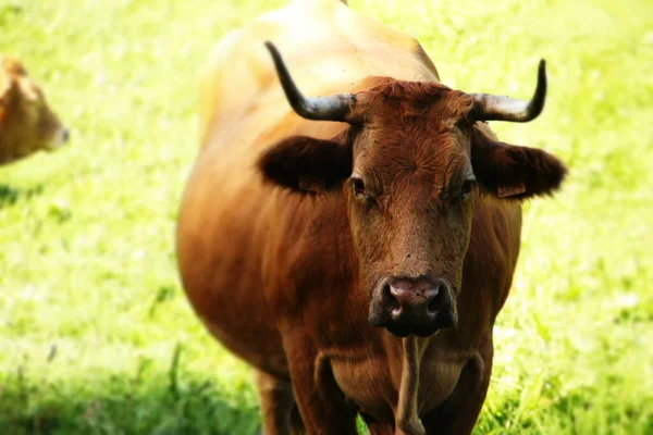 Kırsalda Bir Inek — Stok fotoğraf