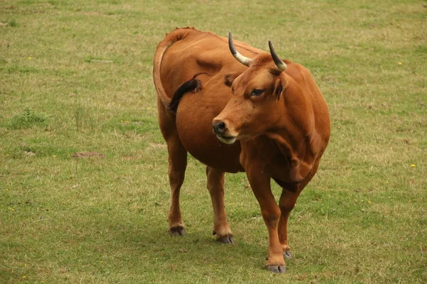 Vaca Campo — Foto de Stock