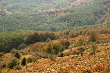 Ormanda sonbahar renkleri