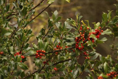 Ormanda sonbahar renkleri
