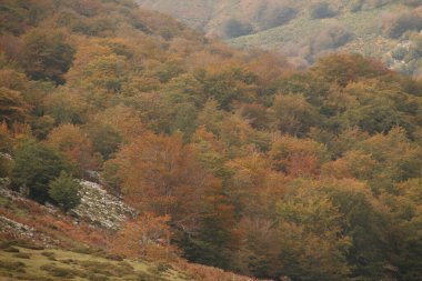 Ormanda sonbahar renkleri