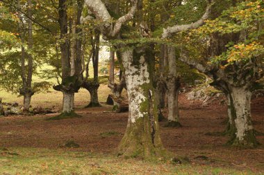 Ormanda sonbahar renkleri