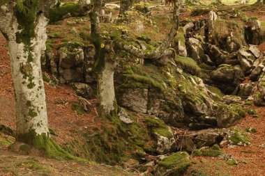Ormanda sonbahar renkleri