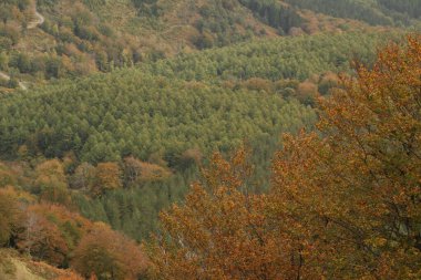 Ormanda sonbahar renkleri