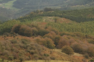 Ormanda sonbahar renkleri