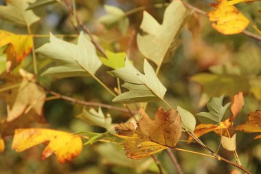 Ormanda sonbahar renkleri