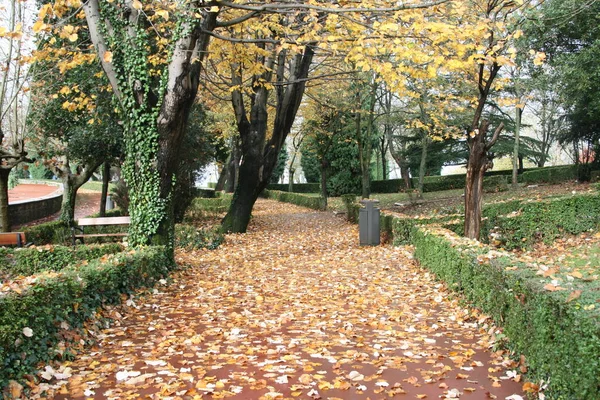 Colores Otoñales Bosque — Foto de Stock