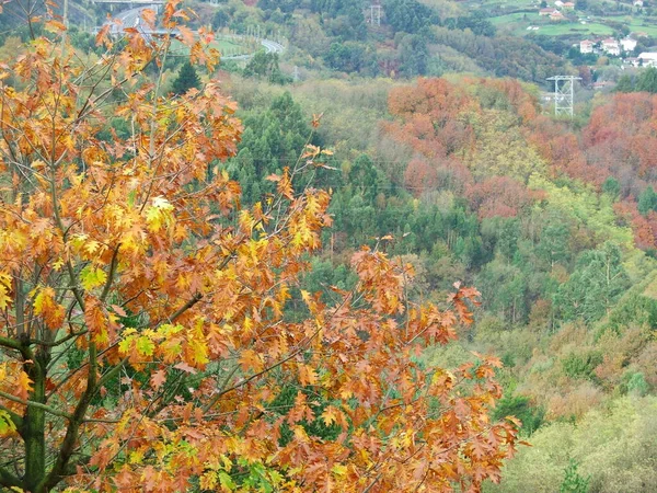 Herbstliche Farben Wald — Stockfoto