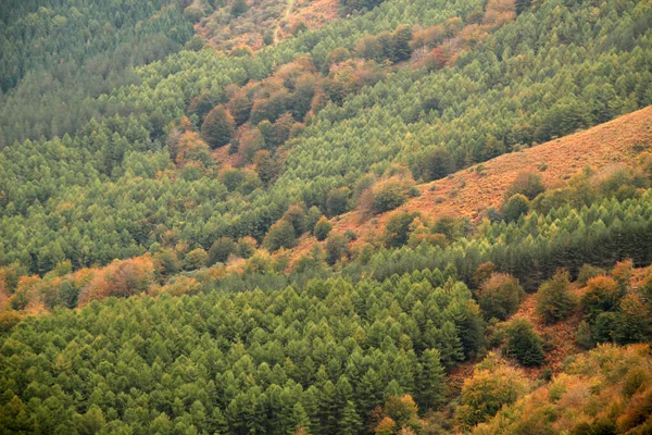 Colores Otoñales Bosque — Foto de Stock