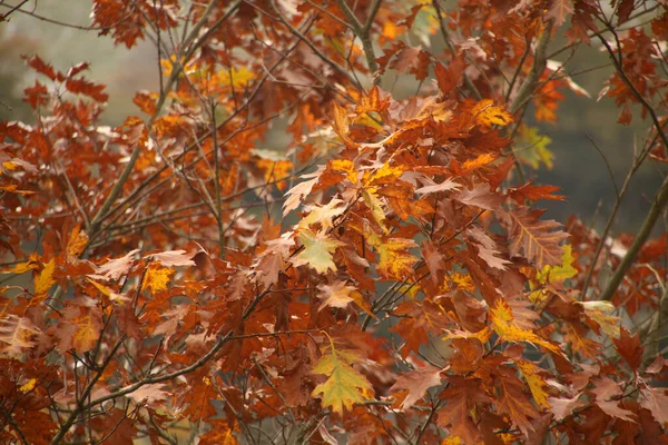 Herfst Kleuren Het Bos — Stockfoto