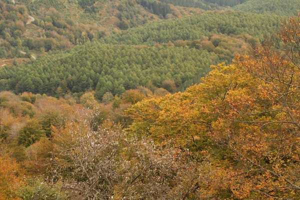 Colores Otoñales Bosque —  Fotos de Stock