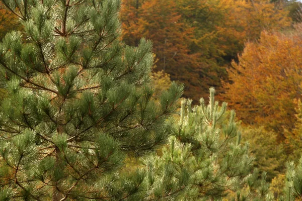 Couleurs Automne Dans Forêt — Photo