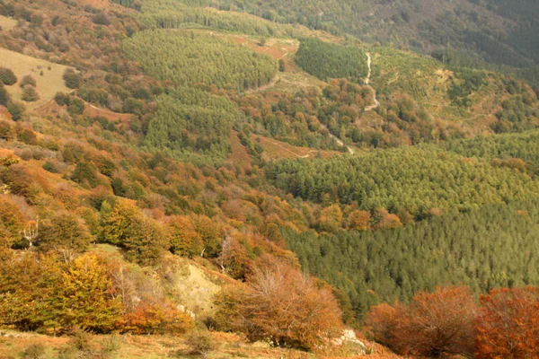 Herfst Kleuren Het Bos — Stockfoto