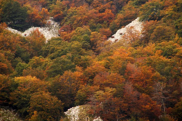 Ormanda Sonbahar Renkleri — Stok fotoğraf