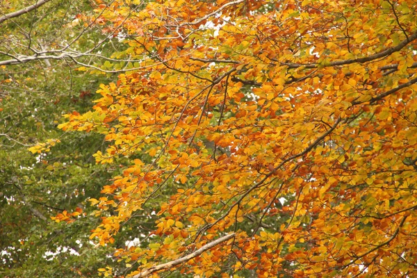 Herbstliche Farben Wald — Stockfoto