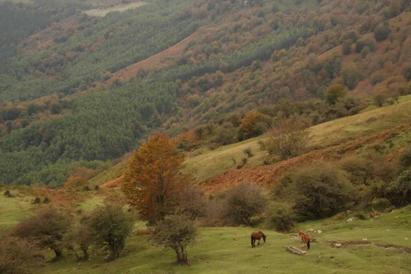 Colori Autunnali Nella Foresta — Foto Stock