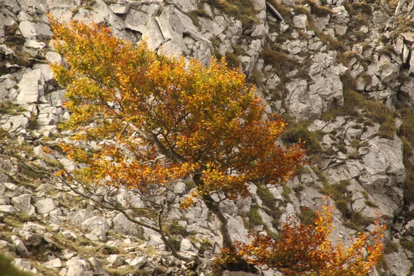 Colores Otoñales Bosque — Foto de Stock