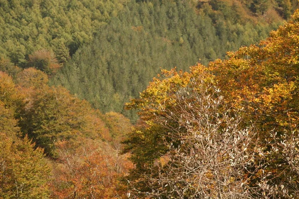 Herfst Kleuren Het Bos — Stockfoto