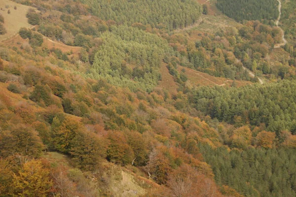 Herfst Kleuren Het Bos — Stockfoto