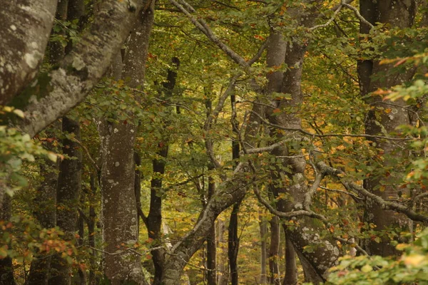 Höstfärger Skogen — Stockfoto