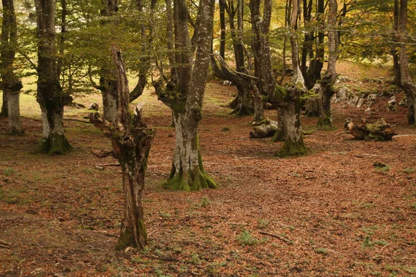 Couleurs Automne Dans Forêt — Photo