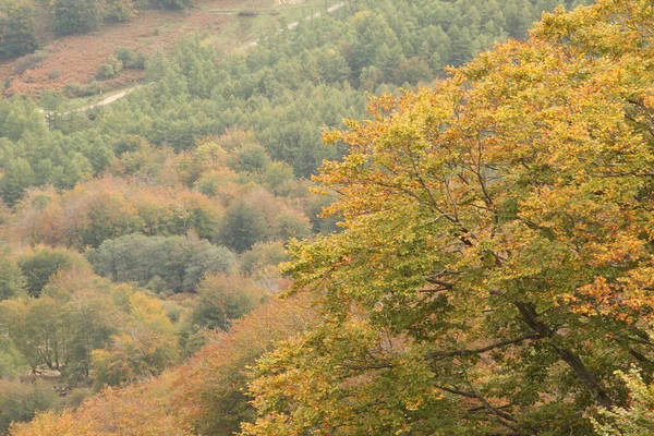 Herbstliche Farben Wald — Stockfoto