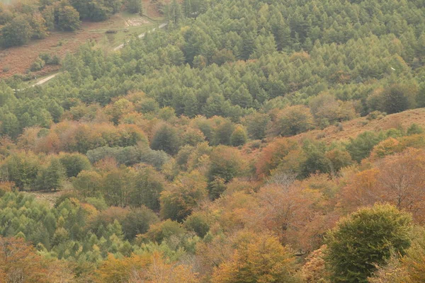 Φθινοπωρινά Χρώματα Στο Δάσος — Φωτογραφία Αρχείου