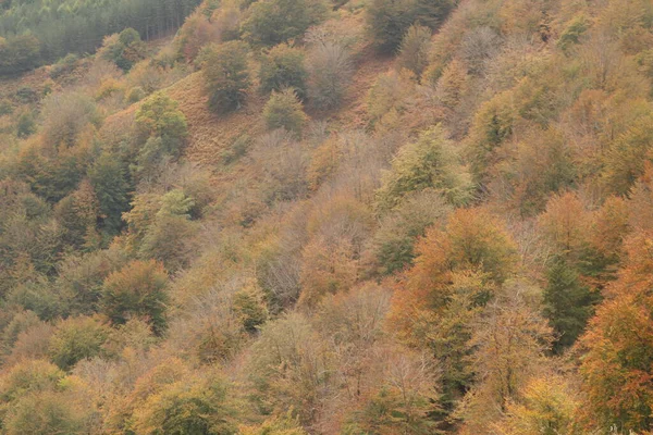 Осенние Цвета Лесу — стоковое фото