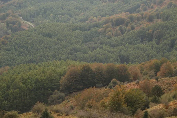 Colori Autunnali Nella Foresta — Foto Stock