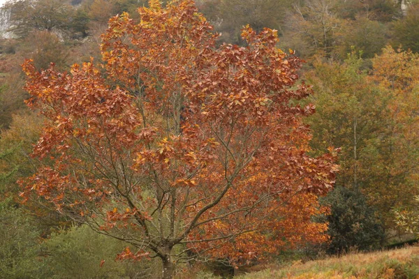 Herbstliche Farben Wald — Stockfoto