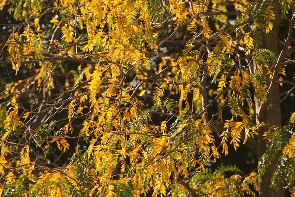 Couleurs Automne Dans Forêt — Photo