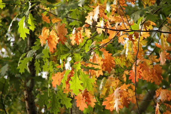 Couleurs Automne Dans Forêt — Photo