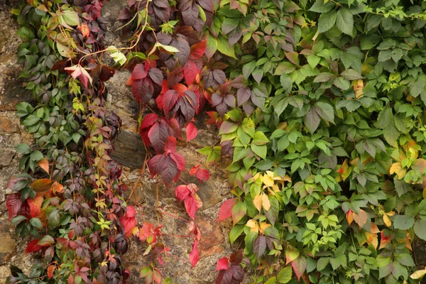 Colores Otoñales Bosque — Foto de Stock