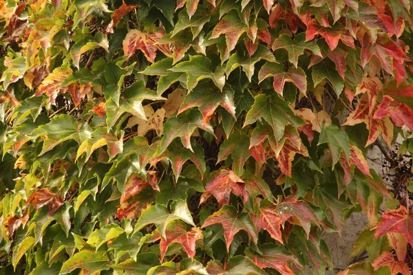 Couleurs Automne Dans Forêt — Photo