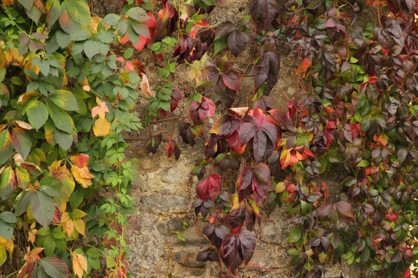 Colores Otoñales Bosque — Foto de Stock