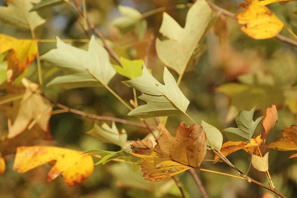 Couleurs Automne Dans Forêt — Photo