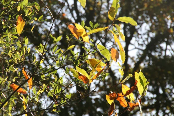 Herbstliche Farben Wald — Stockfoto