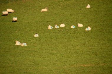 Kırsalda bir koyun sürüsü