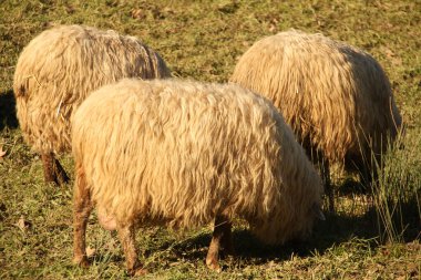Kırsalda bir koyun sürüsü