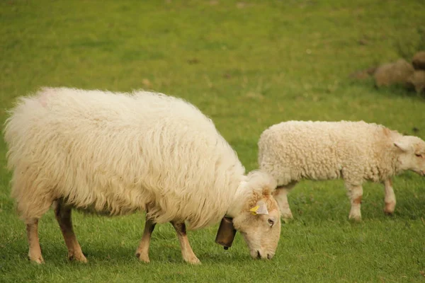 Groep Schapen Het Platteland — Stockfoto