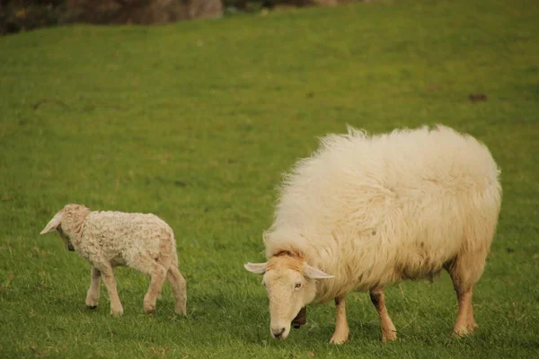 Groep Schapen Het Platteland — Stockfoto