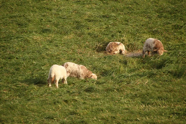 Groep Schapen Het Platteland — Stockfoto