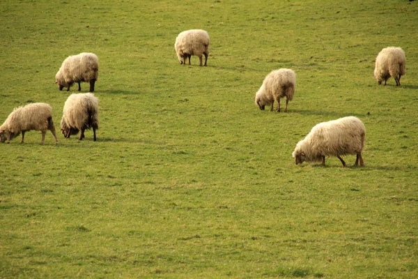 Groupe Moutons Campagne — Photo
