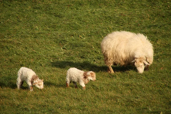 Grupa Owiec Wsi — Zdjęcie stockowe