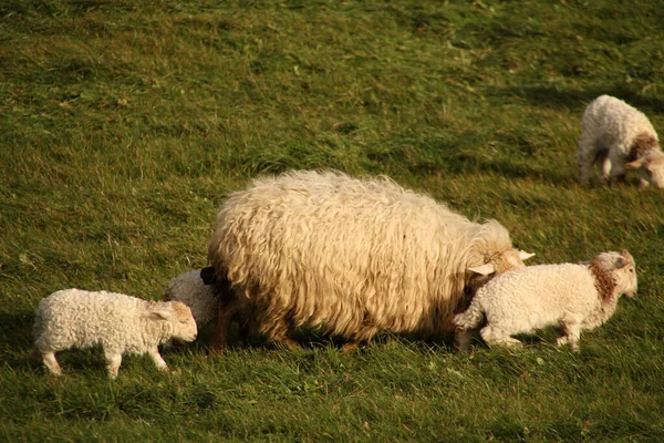 Groupe Moutons Campagne — Photo