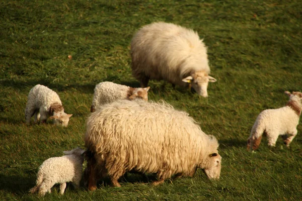田舎の羊の群れ — ストック写真
