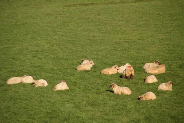 Group Sheep Countryside — Stock Photo, Image