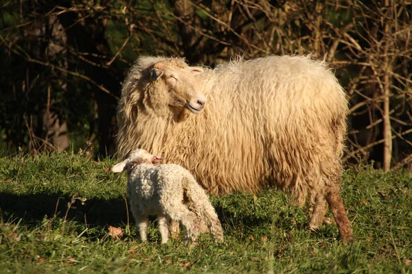 Schafgruppe Auf Dem Land — Stockfoto